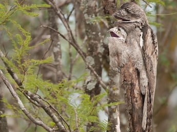 ¡Descubre al Urutau, el Guardián de la Selva!